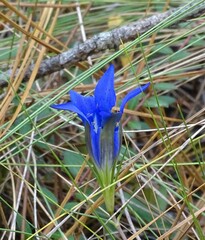 Gentiana autumnalis
