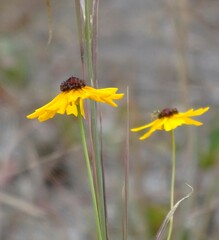 Coreopsis linifolia