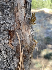 Arceuthobium vaginatum cryptopodum