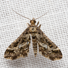 Diasemiopsis leodocusalis