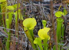 Sarracenia flava