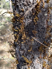 Arceuthobium vaginatum cryptopodum