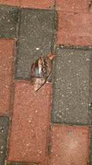 Achatinidae