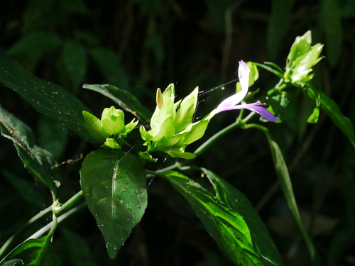 Image of Dye Foldwing (Dicliptera tinctoria) by (c) Jacy Chen, some rights reserved (CC BY)