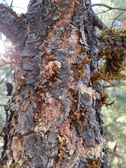 Arceuthobium vaginatum cryptopodum