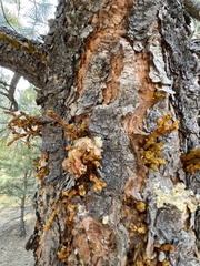 Arceuthobium vaginatum cryptopodum