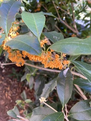 Osmanthus