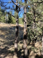 Arceuthobium vaginatum cryptopodum