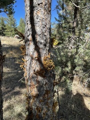 Arceuthobium vaginatum cryptopodum