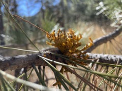 Arceuthobium vaginatum cryptopodum