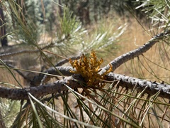 Arceuthobium vaginatum cryptopodum