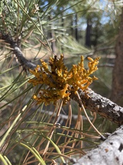 Arceuthobium vaginatum cryptopodum