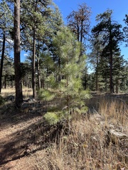 Arceuthobium vaginatum cryptopodum