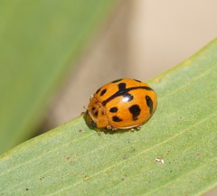 Harmonia octomaculata