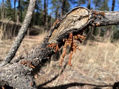 Arceuthobium vaginatum cryptopodum