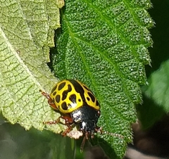 Calligrapha polyspila