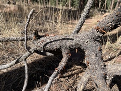 Arceuthobium vaginatum cryptopodum