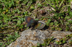 Erebia tyndarus