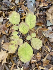 Fraxinus biltmoreana