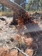 Arceuthobium vaginatum cryptopodum