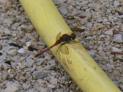 Sympetrum sanguineum