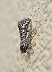 Compsoptera jourdanaria