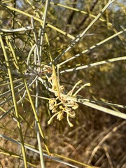 Hakea lorea