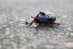 Oryctes nasicornis grypus