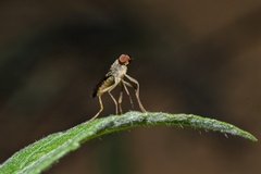 Chiromyzinae
