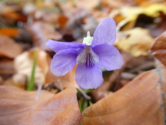 Viola