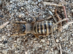 Ammopelmatus pictus