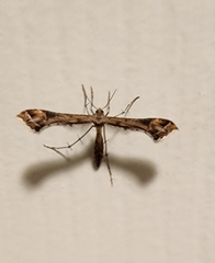 Platyptilia carduidactylus