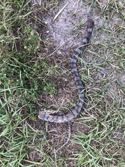 Cemophora coccinea coccinea