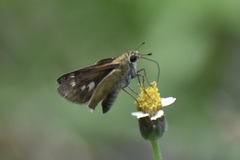 Polites vibex praeceps