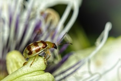 Diabrotica sinuata