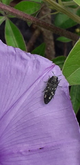 Acmaeodera