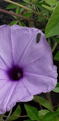Acmaeodera