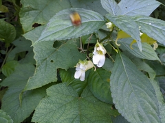 Impatiens scabrida