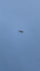Dasychira meridionalis