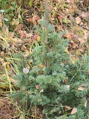 Pinaceae