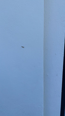 Dasychira meridionalis