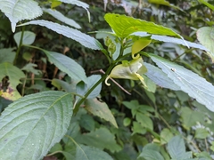 Impatiens scabrida