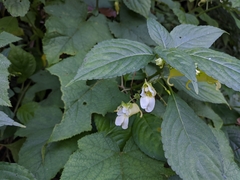 Impatiens scabrida