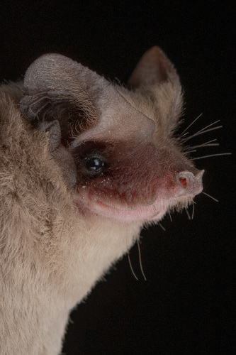 Kalinowski's mastiff bat