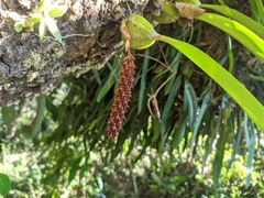 Bulbophyllum careyanum