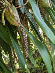 Bulbophyllum careyanum