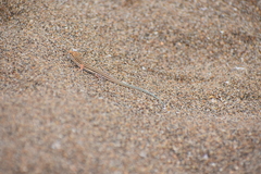 Acanthodactylus aureus