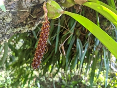 Bulbophyllum careyanum