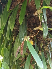 Bulbophyllum careyanum