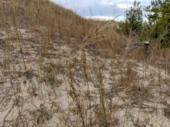 Sporobolus rigidus magnus